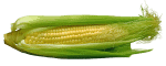 can cats eat corn