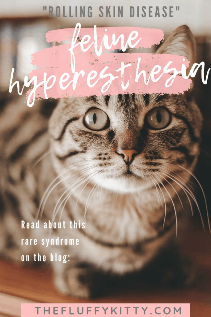 What is Feline Hyperesthesia? Feline Hyperesthesia or Rolling Skin Disease in Cats is a mild - moderate condition in which your cat may frantically twitch or "roll" their skin. It could be due to a serious underlying cat health condition. Read more on the blog: The Fluffy Kitty thefluffykitty.com #cats #cathealth #catinfographic #cat