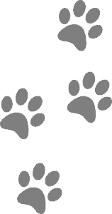 Paw Prints 