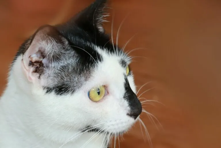 Home Remedy for Ear Mites in Cats