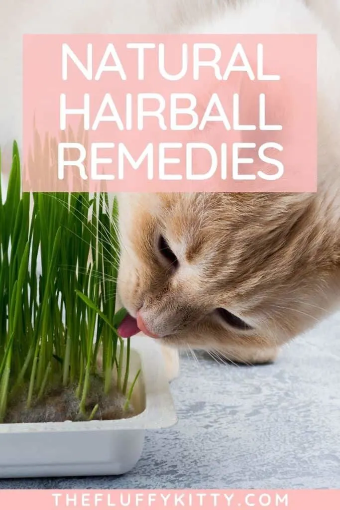 Natural Hairball Remedies for Cats | thefluffykitty.com