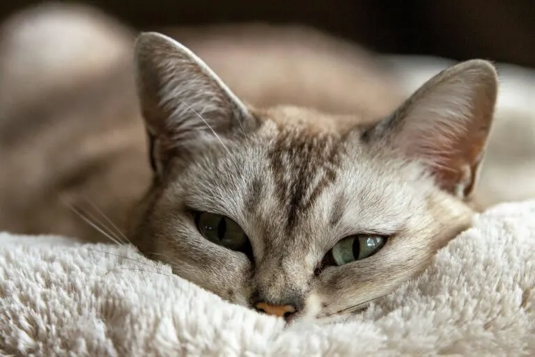 Home Remedy For Cat Cold