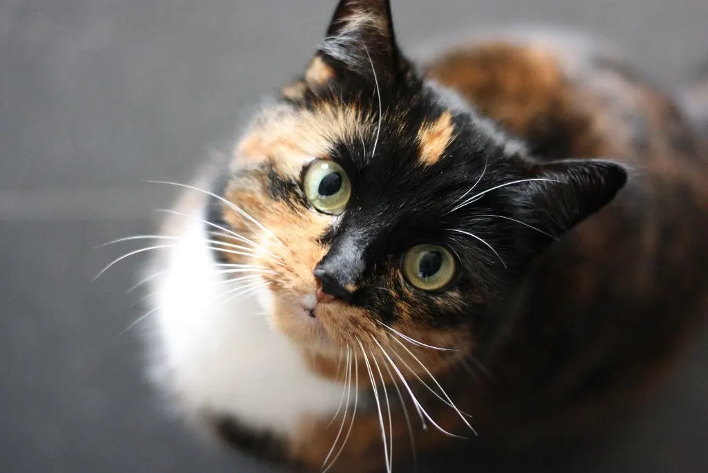 which vaccines do cat needs?