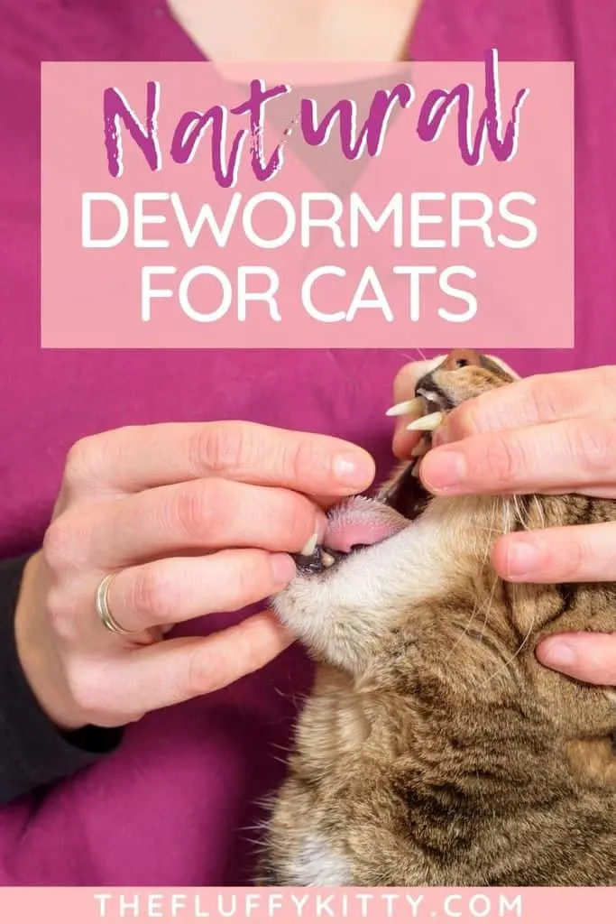 Natural deworming solutions for cats - are they effective? #cats #catcare #cathealth #deworming #catblog