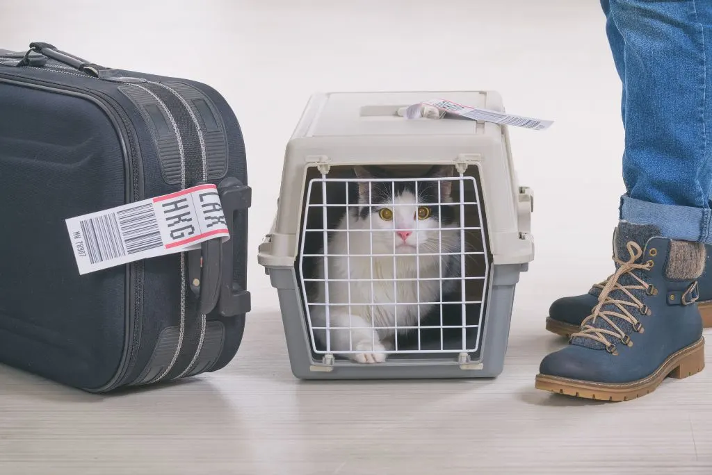 Cat flying in-cabin