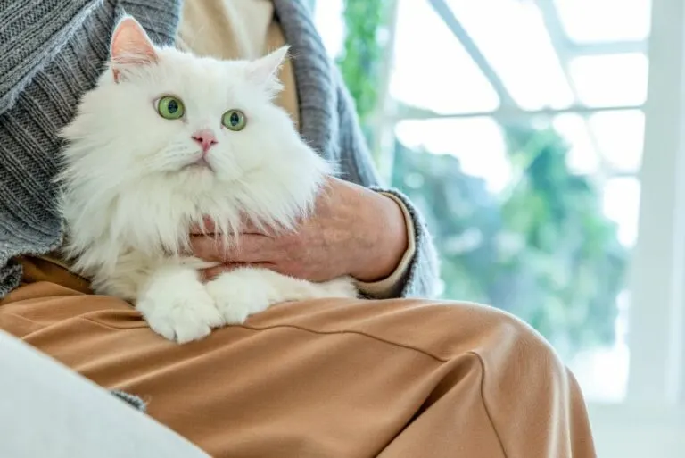 Home remedy for deworming cat