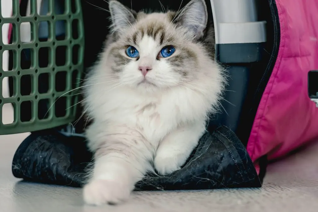 Cat in carrier