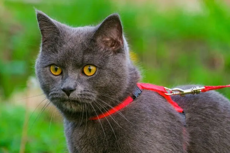 How to harness train a cat