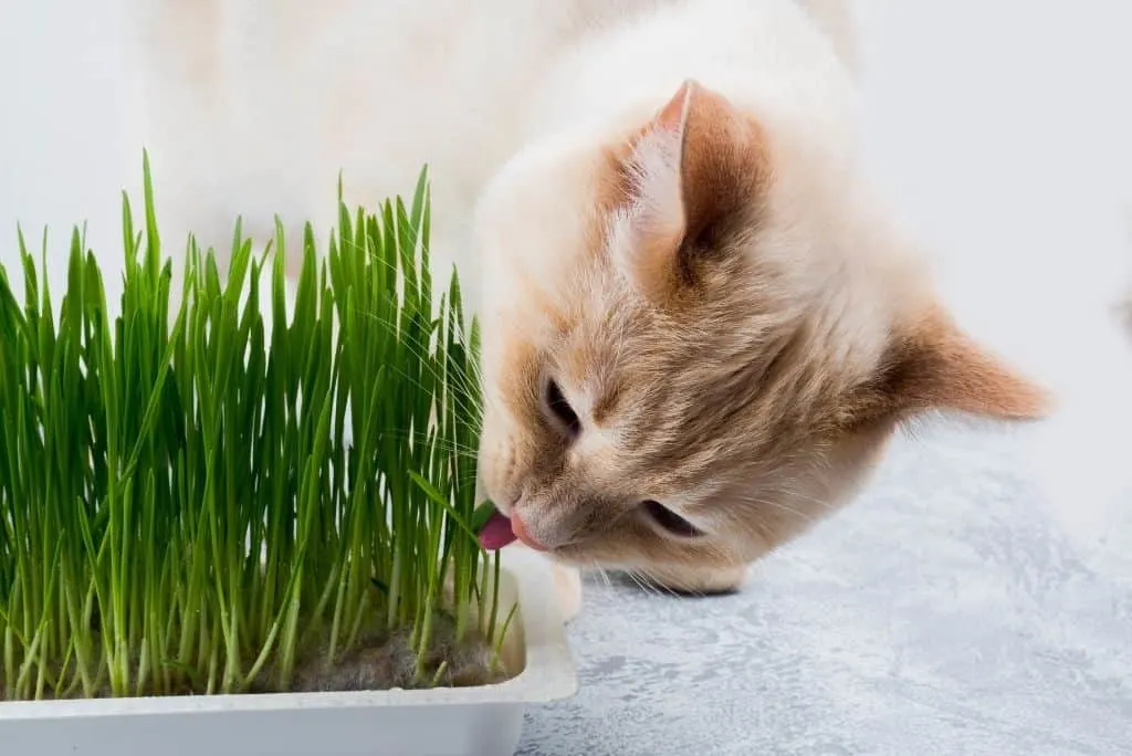 cat eating grass