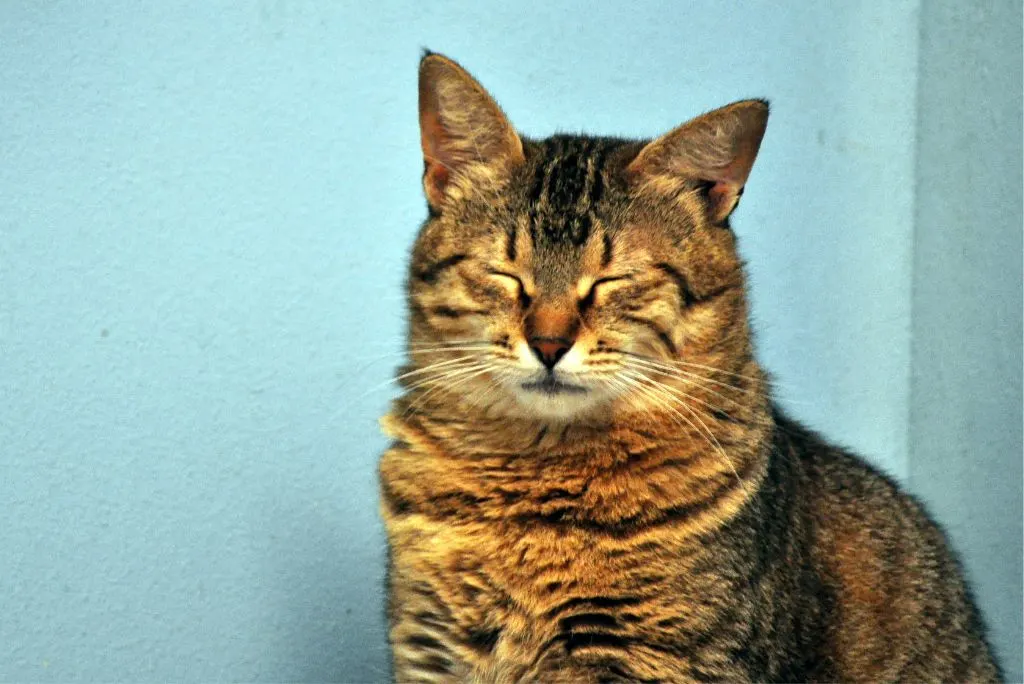 Calm Cat