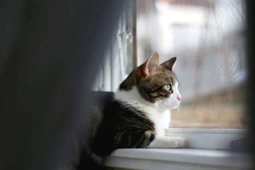 Indoor Cat Vaccination