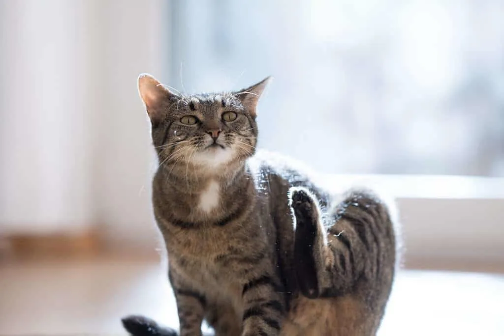 cat scratching cat dandruff remedies
