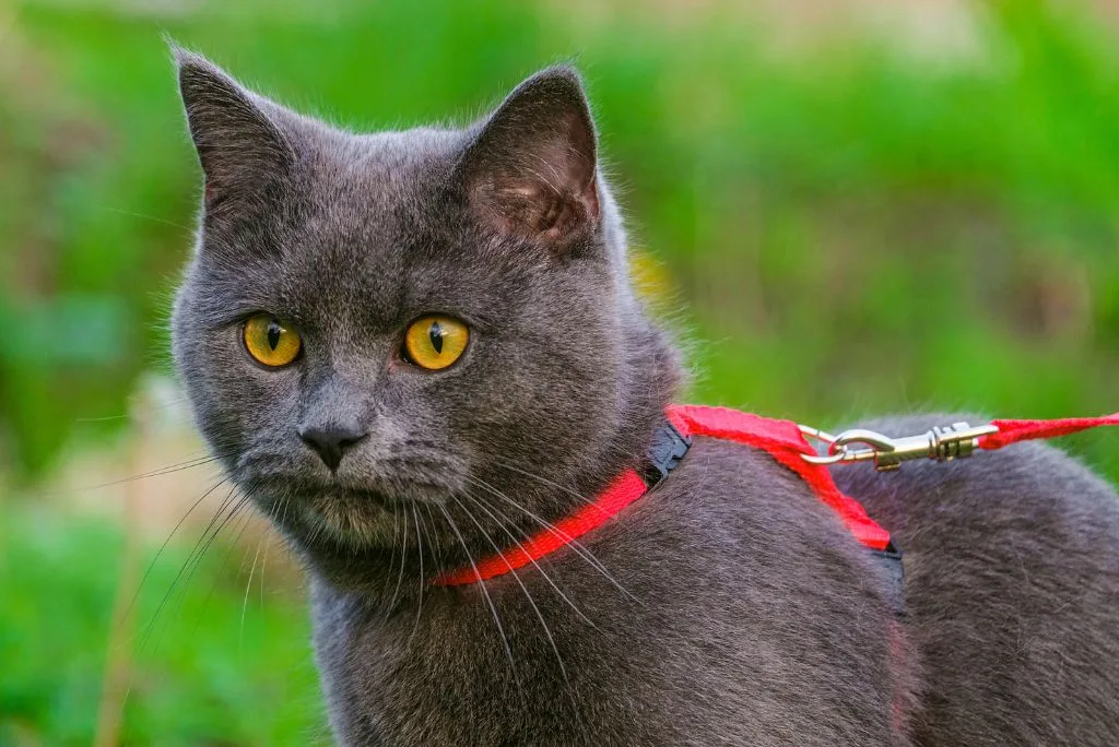 How to harness train a cat