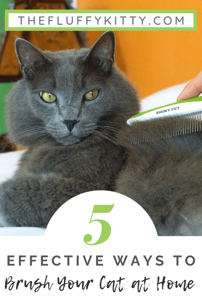 How to brush your cat at home using the Shiny Pet pet comb. | The Fluffy Kitty