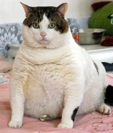 Best furniture for large cats