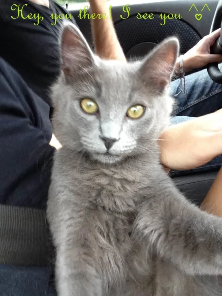 Traveling with a Cat in the Car | Fluffy Kitty