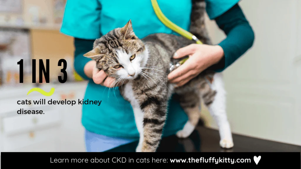 1 in 3 cats develop kidney disease. // www.thefluffykitty.com