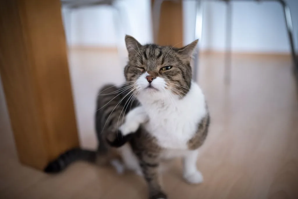 Cat scratching from dermatitis