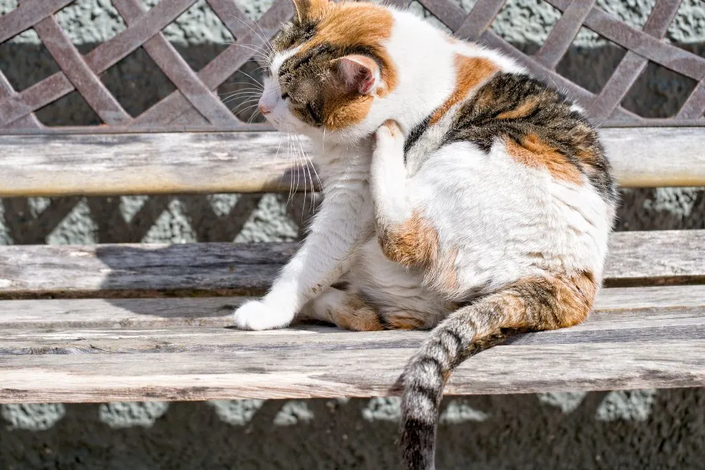 Signs and symptoms of ear mites in cats
