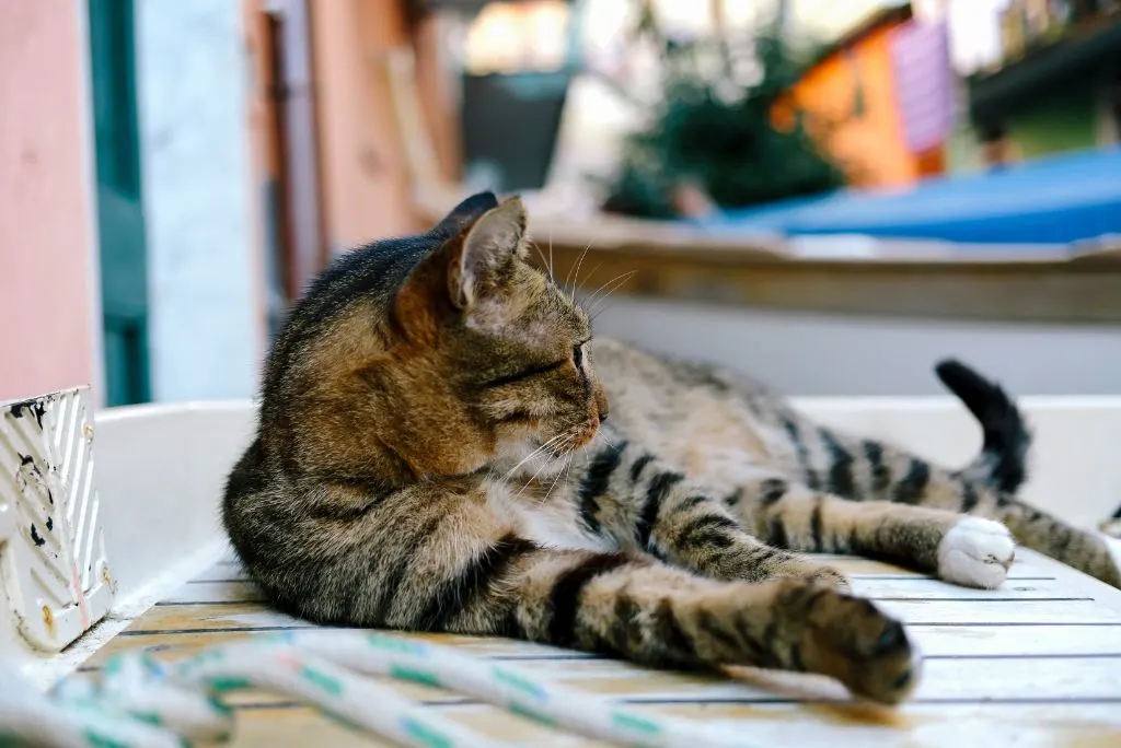Sailing with a cat