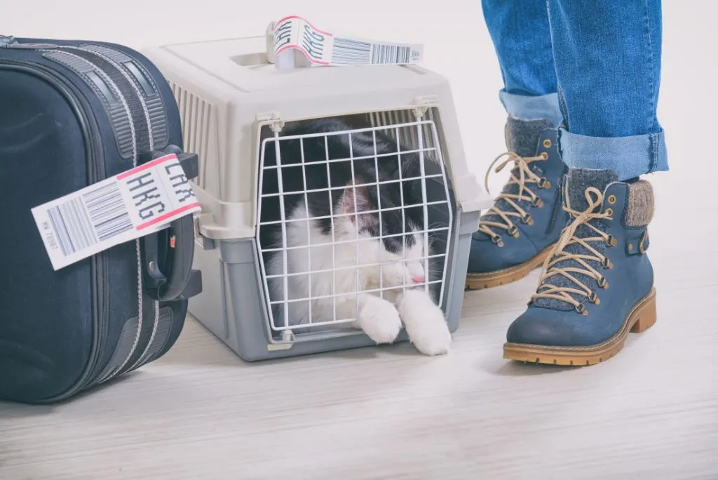 Cat flying in-cabin at airport