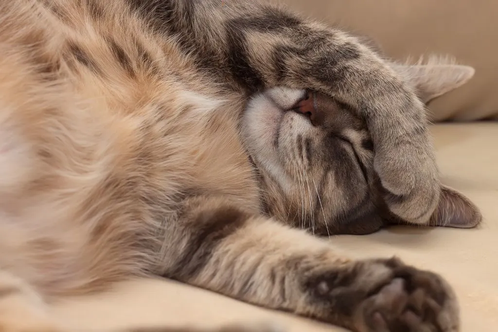 home remedy for cat cold