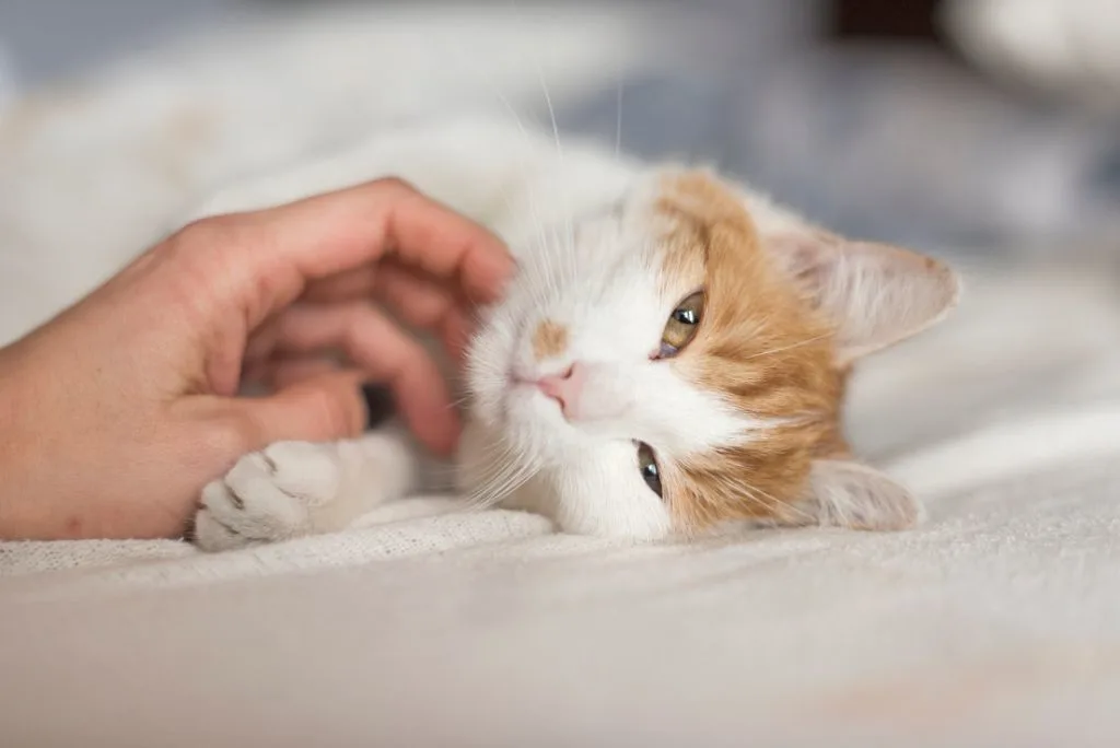 Vaccines to keep cats healthy