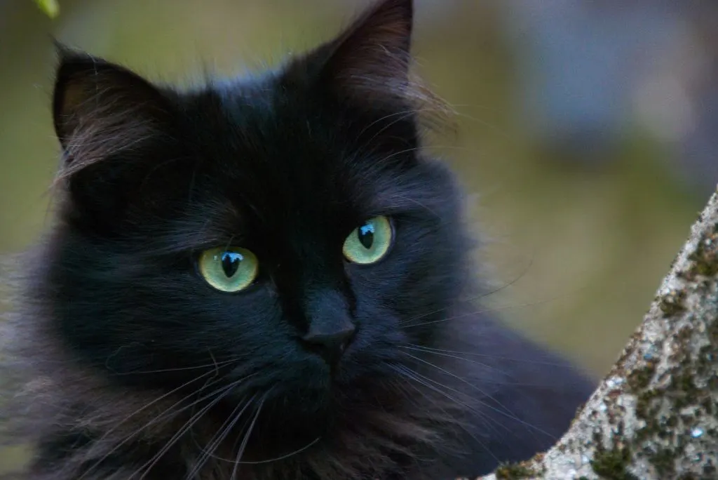 Home remedy for cat worms