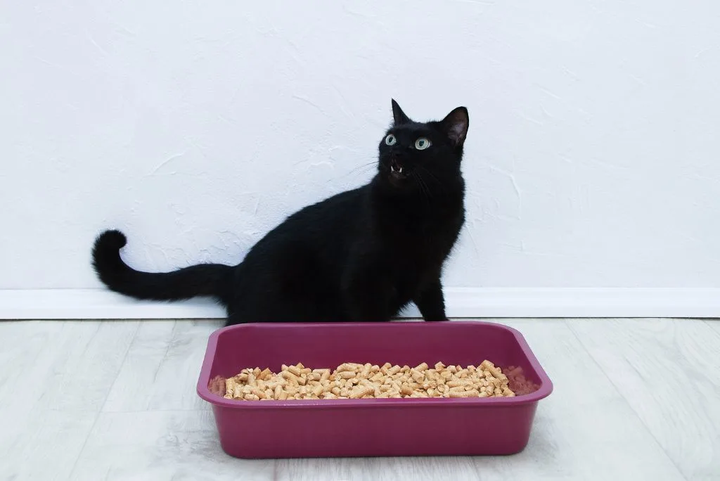 Cat meowing by litter tray
