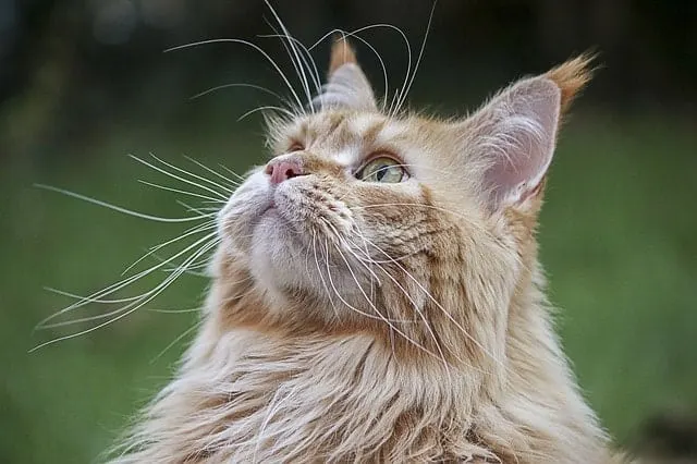 Flushable Cat Litter | Fluffy Kitty