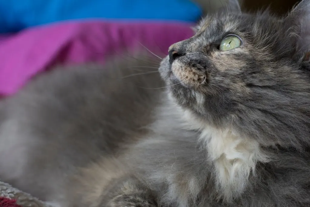 Indoor cat