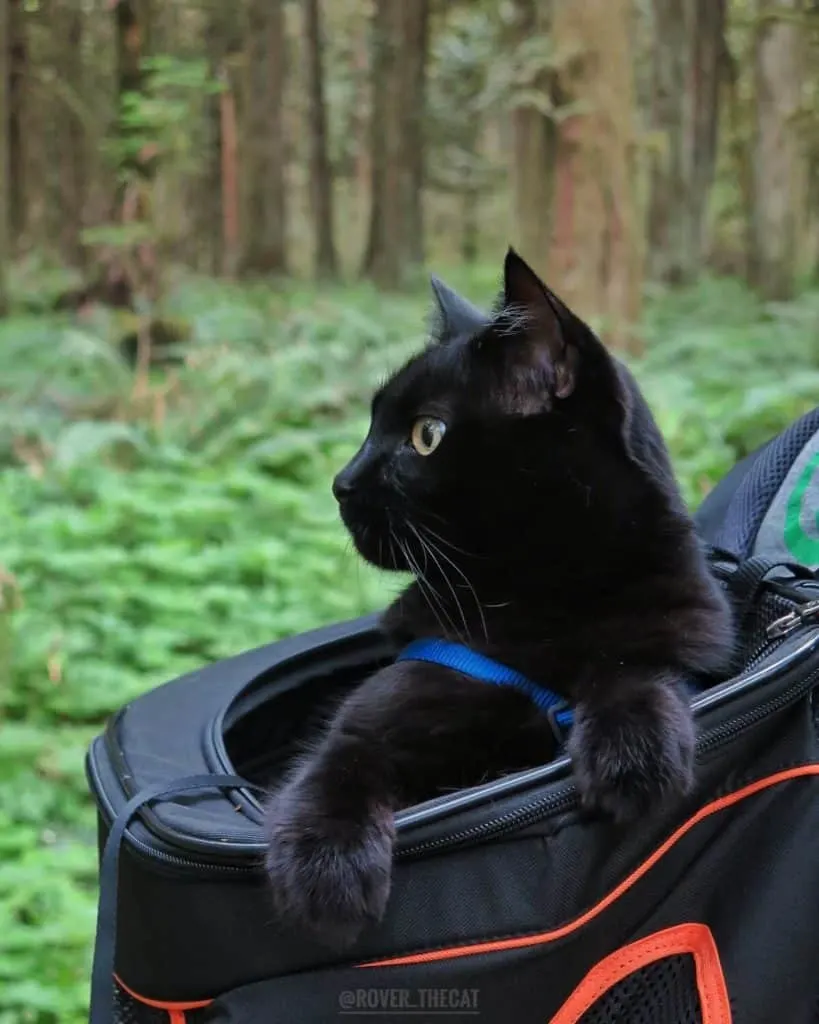 PC: @Rover_TheCat | Guest Post on Fluffy Kitty