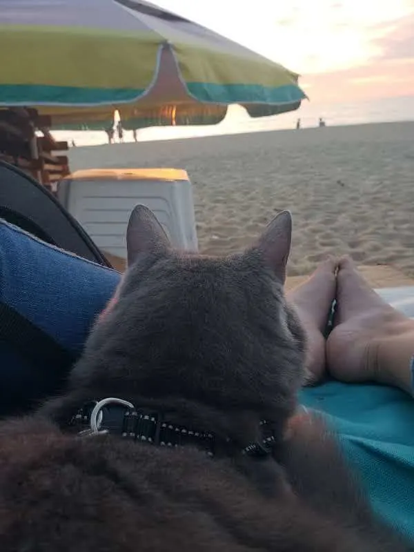 21 Tips for Taking Your Cat to the Beach | Fluffy Kitty Blog thefluffykitty.com