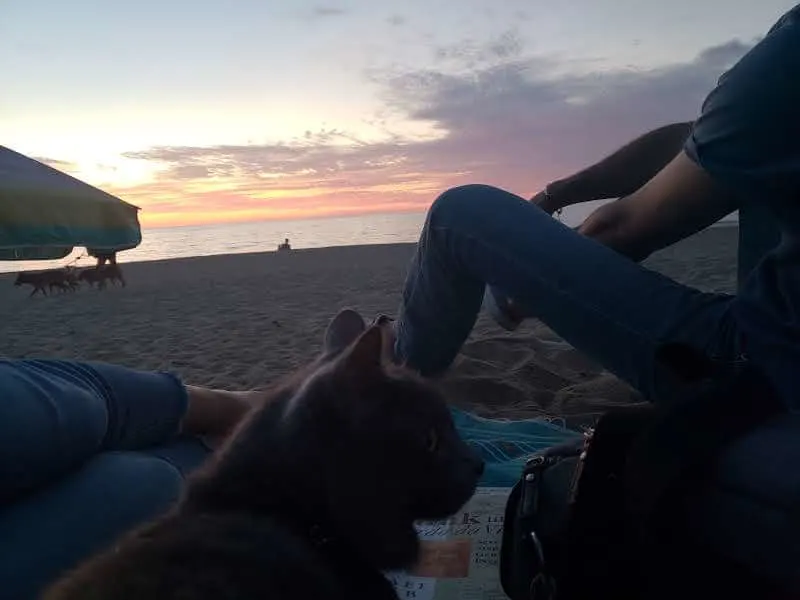 21 Tips for Taking Your Cat to the Beach | Fluffy Kitty Blog thefluffykitty.com