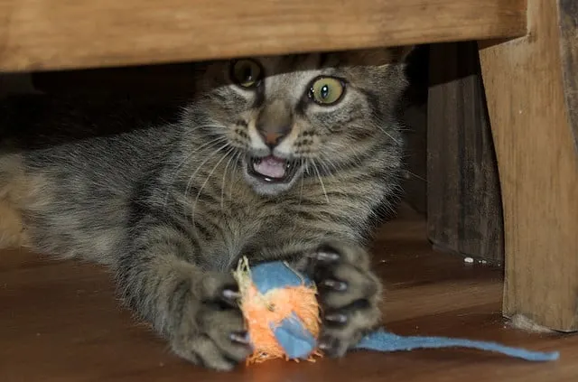 What does catnip do to your cat