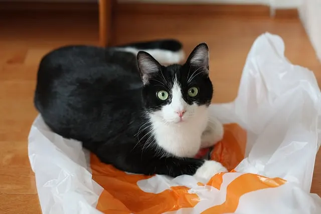 Why do cats eat dirt - Fluffy Kitty