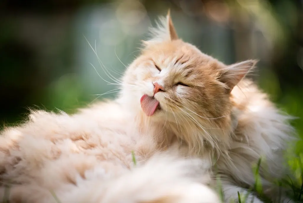 Cat licking/grooming