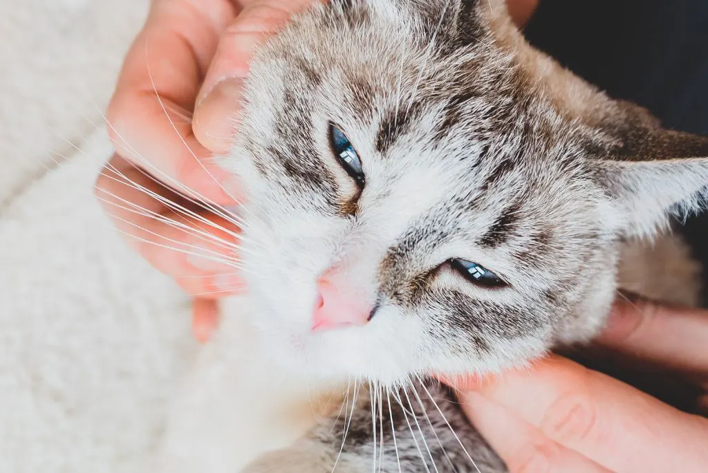Cat chiropractic adjustment