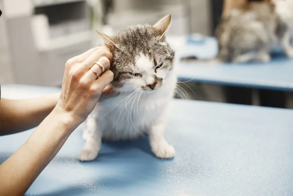Remedies for ear mites in cats