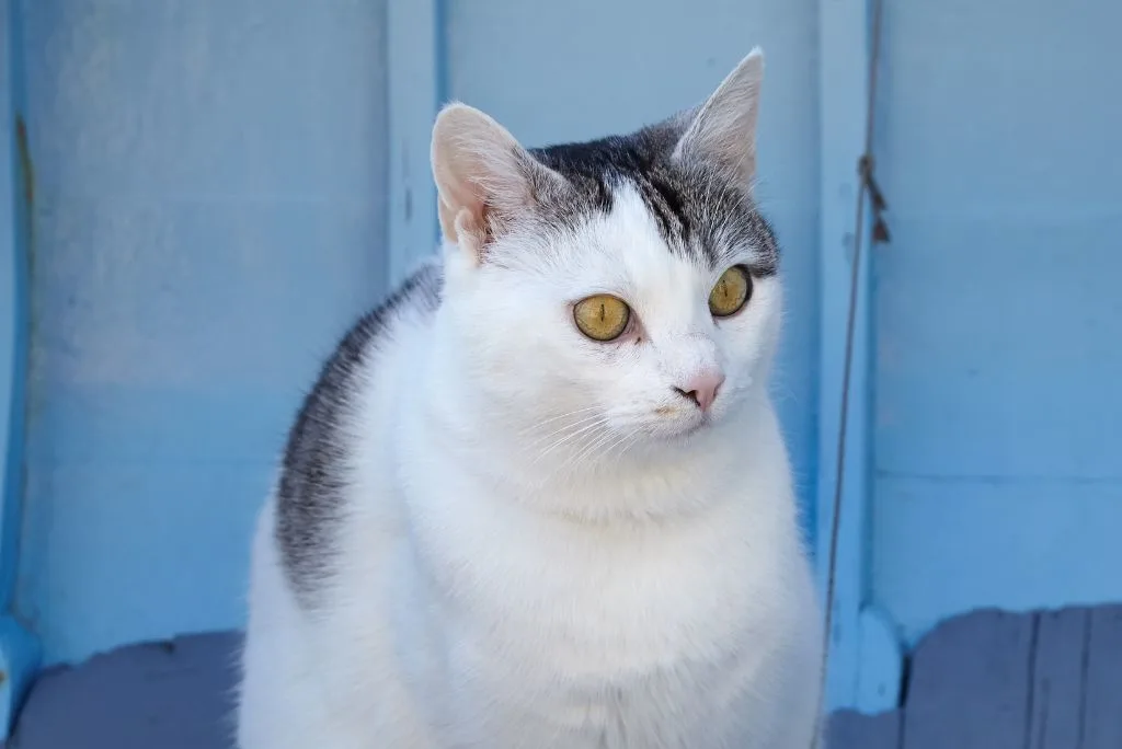 Cat onboard sailing