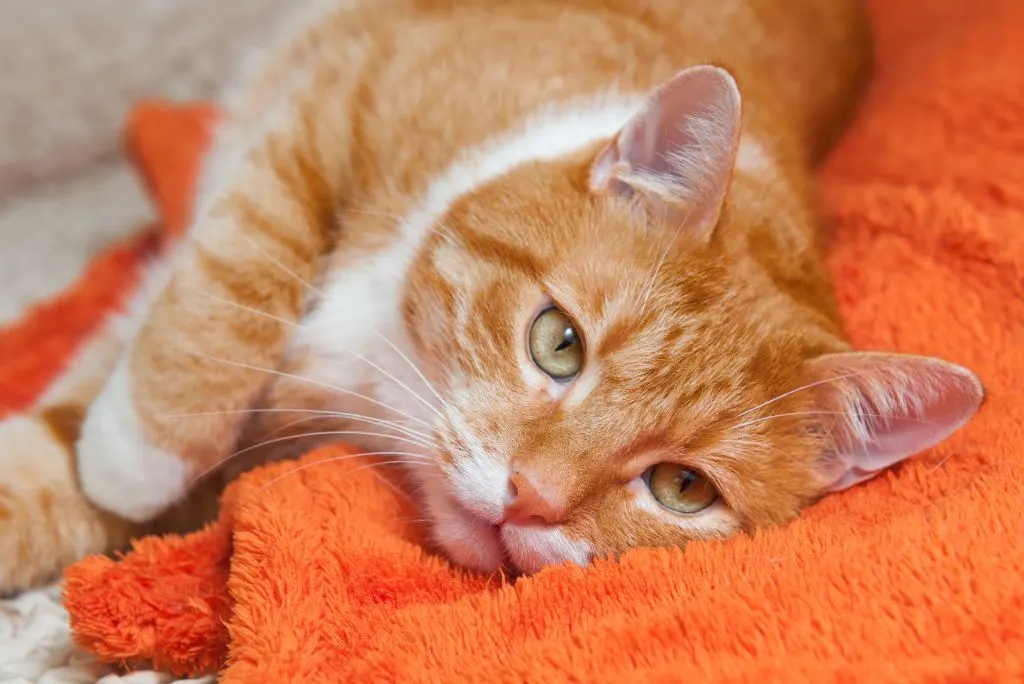 Keeping cold cat comfortable