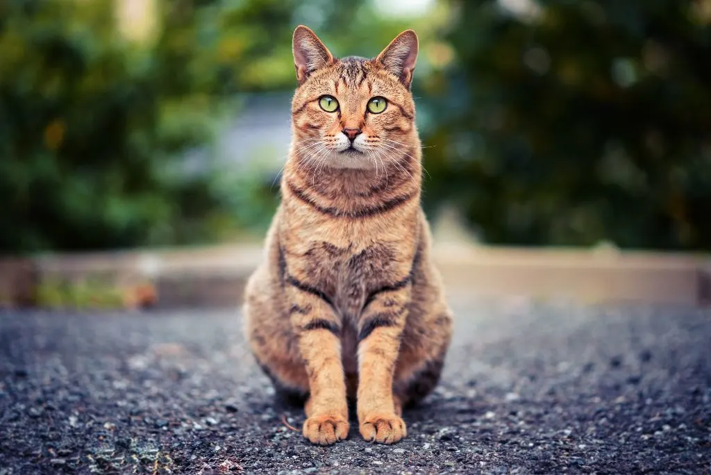 Common cat illnesses