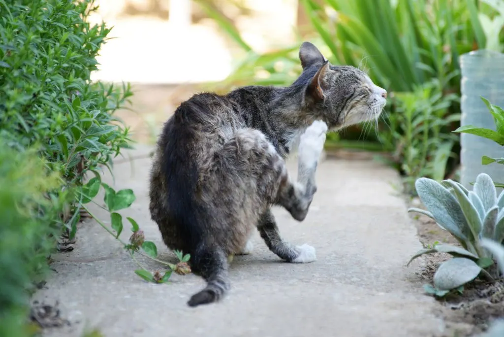 Home remedy for deworming cat