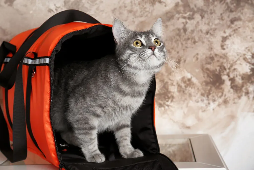 cat in carrier