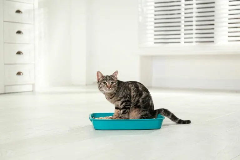 Home remedy for cat constipation