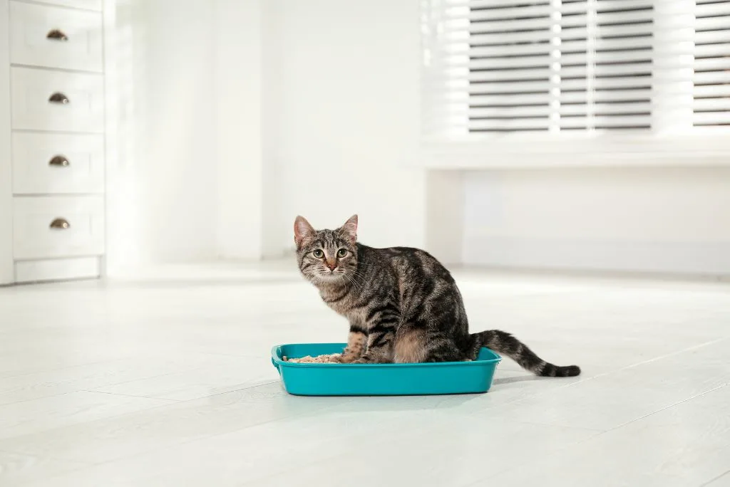 Home remedy for cat constipation