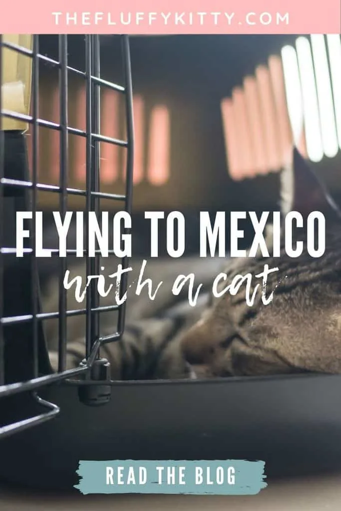 Flying to Mexico with a Cat | The Fluffy Kitty #petblog #cats #pettravel #pets #mexico