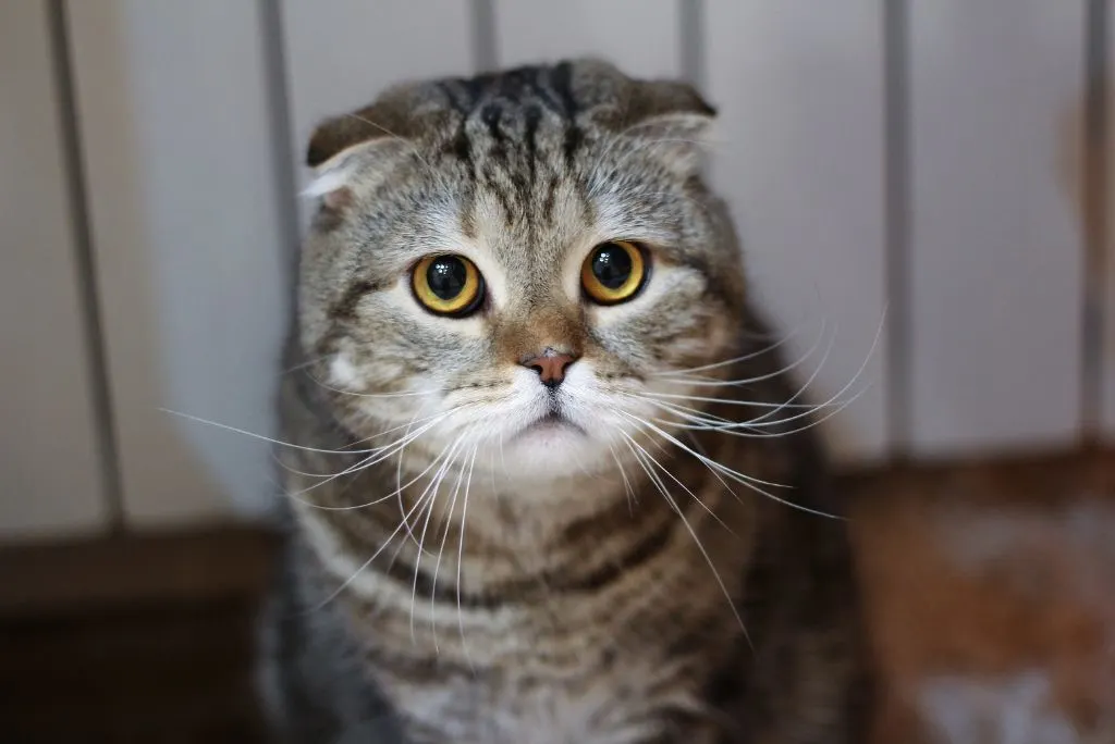Anxious cat
