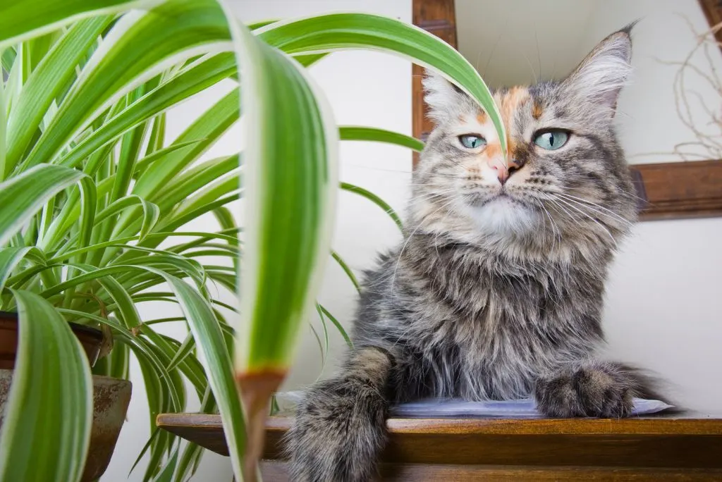 Indoor cat