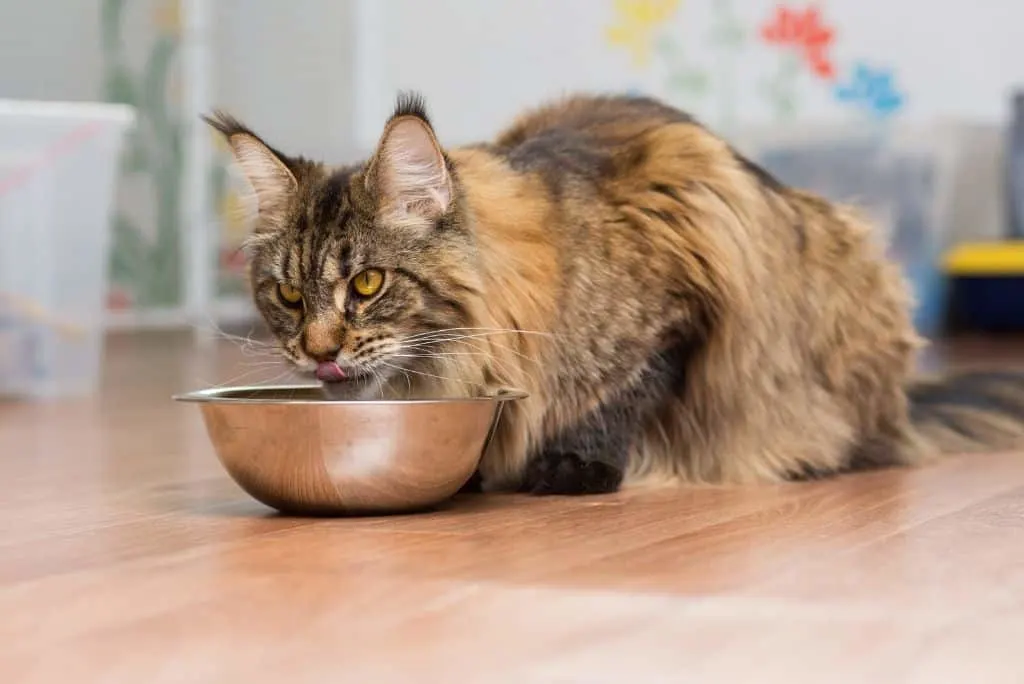 How NOT to Make Raw Cat Food | The Fluffy Kitty
